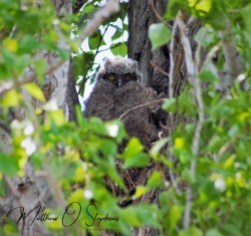 Owlet from Potholes-1