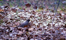 Robin tossing leaves